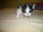 Süsses Katzenbaby sucht neues Zuhause bei lieben Eltern