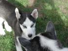 Huskywelpen suchen ein neues liebes zu Hause