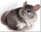 Chinchillas