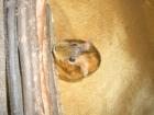 Vergebe kostenlos ein Meerschweinchen