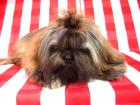 SHIH TZU Welpen