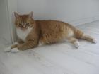 Missy sucht ein neues Zuhause