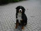Berner Sennenhund