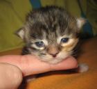 Knuffige Maine Coon Kitten suchen liebevolles neues Zuhause