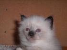2 Ragdoll Kitten (Kater) suchen liebevolles Zuhause