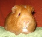 Viele Meerschweinchen suchen ein artgerechtes Zuhause 