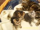 2 BKH Mädchen Black Golden Tabby suchen neues zu Hause