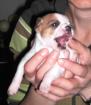 Chihuahua – Welpen abzugeben! weiblich