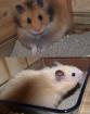11 Wochen alte Teddyhamsterbabys SEHR DRINGEND abzugeben     