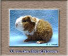 Süße, zutrauliche Meerschweinchen aus Hobbyzucht 