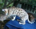 Traumhafter bengalkater für seriöse Zucht
