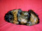 Rosetten in brindle und rot, teilw. kastriert