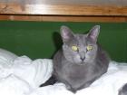 3 beinige Katze Fity!