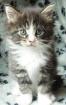 Typvolle und verschmuste Maine Coon Kitten