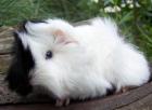 Rassemeerschweinchen aus Hobbyzucht, versch. Rassen u. Farben
