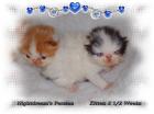 Bildschöne Perserkaterchen Harlekin red-white & Van white-black
