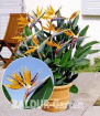 Paradiesvogel-Blume / Strelizie für Ihren Garten 