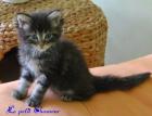 Typvolle Maine Coon Babys !!!!!