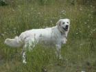 Golden Retriever Welpen (creme)