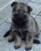 Schäferhundwelpen