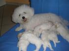 Bichon Friese, 1 Wurf, geb. am 10.06.09