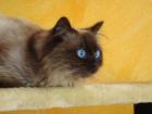 Schöner Reinrassiger Ragdoll Seal Point Deckkater!!!