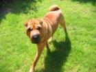 Balou sucht dringend neues Zuhause,.....