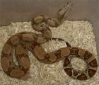 Boa constrictor Farbvarianten