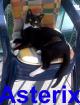 Kater 1 Jahr alt schwarz mit weissen Pfoten abzugeben