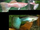 Wer besitzt Pinke und/oder Türkis Guppys? 