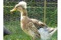Landente mit HAUBE wildfarbig!!