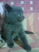 3 Süsse BKH Kitten suchen ein liebevolles Zuhause
