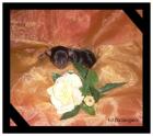 Yorkshire Terrier Welpen 