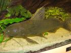 Verkaufe 1x Blauaugenharnischwels (Panaque cochliodon)