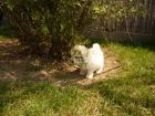 Bichon frisé welpchen