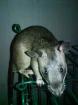 Hamsterratte zu verkaufen