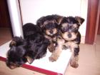 Süße Yorkshire Terrier Welpen suchen liebevolles Zuhause