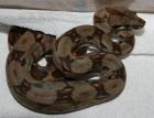 Boa constrictor imperator – Ecuador