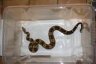 1,1 Boa constrictor imperator (Kaiserboa)