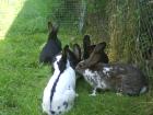 Verkaufe Kaninchen