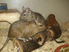 2 junge Degu Männchen (5 Monate)mit Käfig abzugeben 