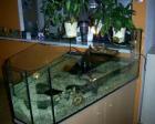 2 Wasserschmuckschildkröten ! reinschauen lohnt sich!