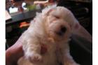 2 süße Bichon Frise Rüden Welpen suchen ein neues zuhause !