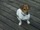 DECKRÜDE, JACK RUSSEL kurzbeinig