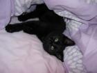 Flugpate für Babykatze gesucht!!!