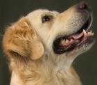 Golden Retriever ***Wurfankündigung***