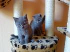 Sehr schöne BKH Katze und Kater abzugeben