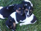 Jack Russel Welpen zu verkaufen