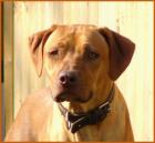 Rhodesian Ridgeback Wurfankündigung