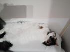 Suche Langhaar Deckkater
